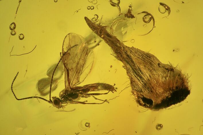 Fossil Parasitic Wasp, Hairy Leaf, and Moth Fly in Baltic Amber #234494